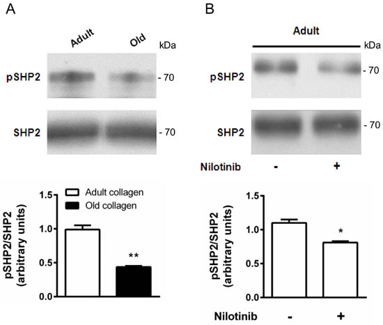 Effect of collagen aging on SHP-2 activation.