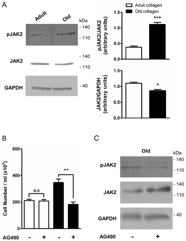 Effect of collagen aging on JAK2 activation and HT-1080 cell proliferation.