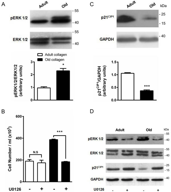 Effect of collagen aging on ERK1/2 activation and p21