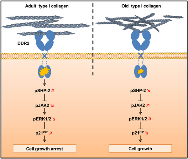 Schematic drawing of DDR2-induced cell growth regulation by type I collagen aging.