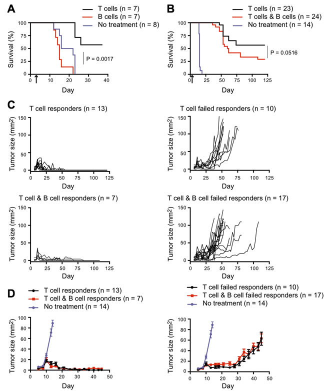 Effect of B cell co-transfer on CD4