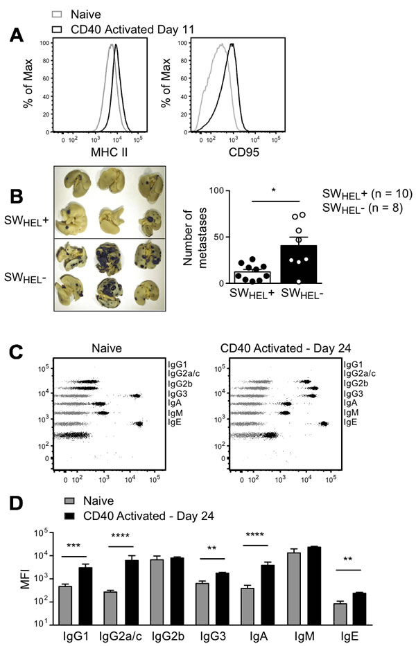 Effect of anti-CD40 activated B cells and isotype switched anti-tumor antibody in a lung metastasis model.