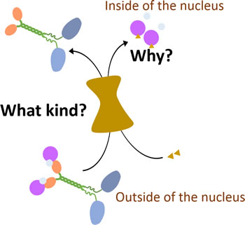 How KIFC1 is transported into the nucleus during interphase.