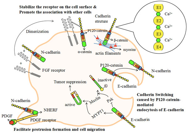The model of cadherin-mediated cell adhesion.