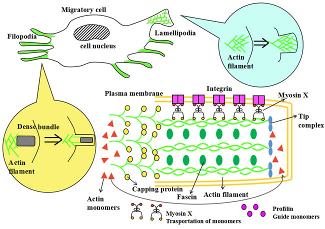 The model of myosin X and cell protrusions formation.
