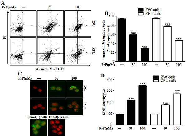 Autophagy and neurotoxicity by PrP (106-126) treatment was inhibited in PrnP deficient cells.
