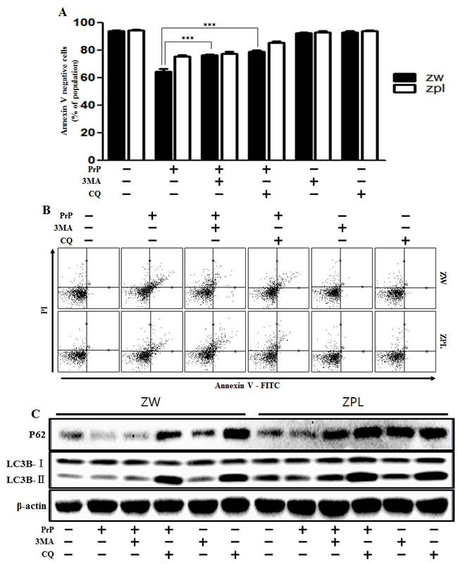 Autophagy flux induced by PrP (106-126) resulted in more neurotoxicity in ZW 13-2 cells.