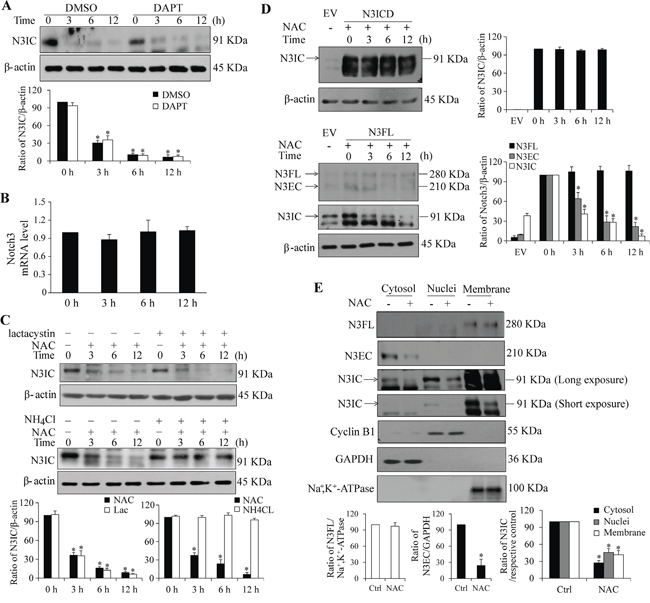 The NAC-induced decrease in Notch3 levels depends on lysosome-, but not proteasome-mediated proteolysis.