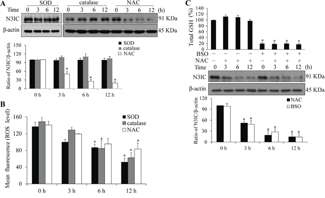 NAC-mediated Notch3 down-regulation is independent of ROS.