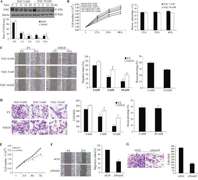 Impact of Notch3 and NAC on HCC1937 cell malignancy.