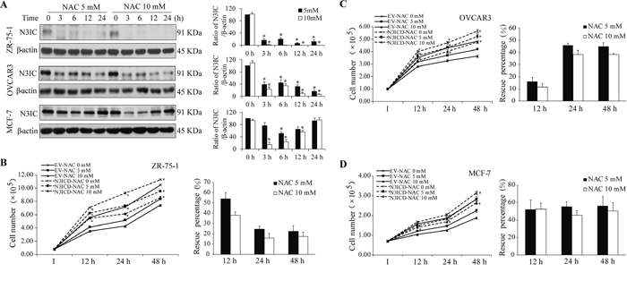 Analysis of the NAC-Notch3 pathway in three other cancer cells.