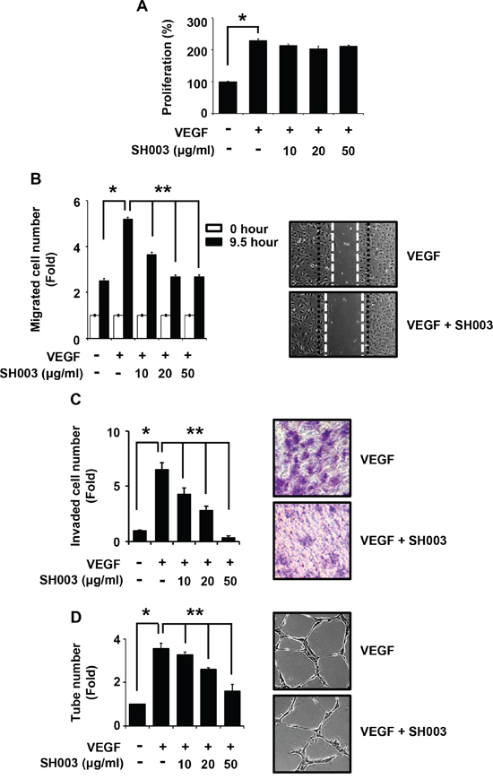 SH003 inhibits VEGF-induced angiogenic properties of HUVEC.