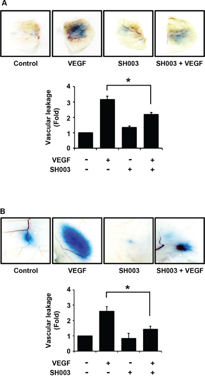 SH003 inhibits VEGF-induced vascular permeability in vivo.