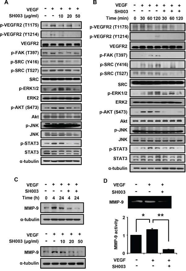 SH003 inhibits VEGF-induced signaling in the endothelial cells.