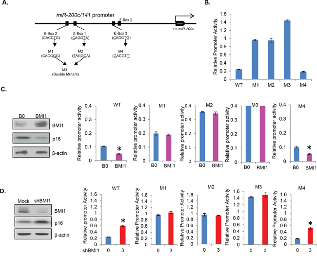 E-box 2 and Z-box 1 are regulatory motifs for miR-200c/141 regulation by BMI1.