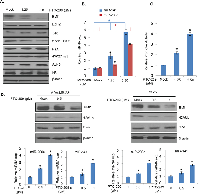 PTC-209 inhibits BMI1 expression, and upregulates miR-200c and miR-141.