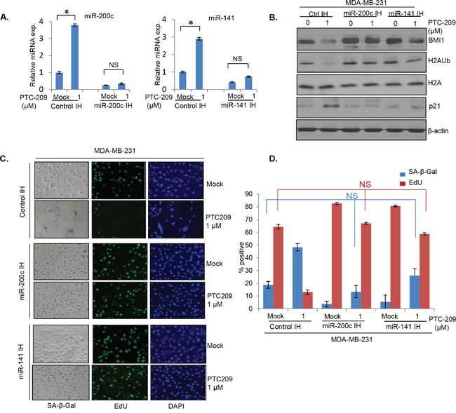 Inhibitors of miR-141 and miR-200c overcome induction of premature senescence by PTC-209 in breast cancer cells.