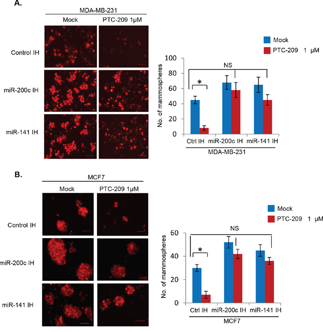 PTC-209 inhibits mammosphere formation, and inhibition of miR-141 and miR-200c overcomes PTC-209 inhibitory activity on mammosphere formation in breast cancer cells.