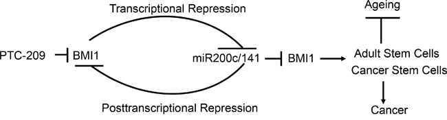 Schematic representation of the miR-200c/141-BMI1 autoregulatory loop and its relevance to cancer and ageing.