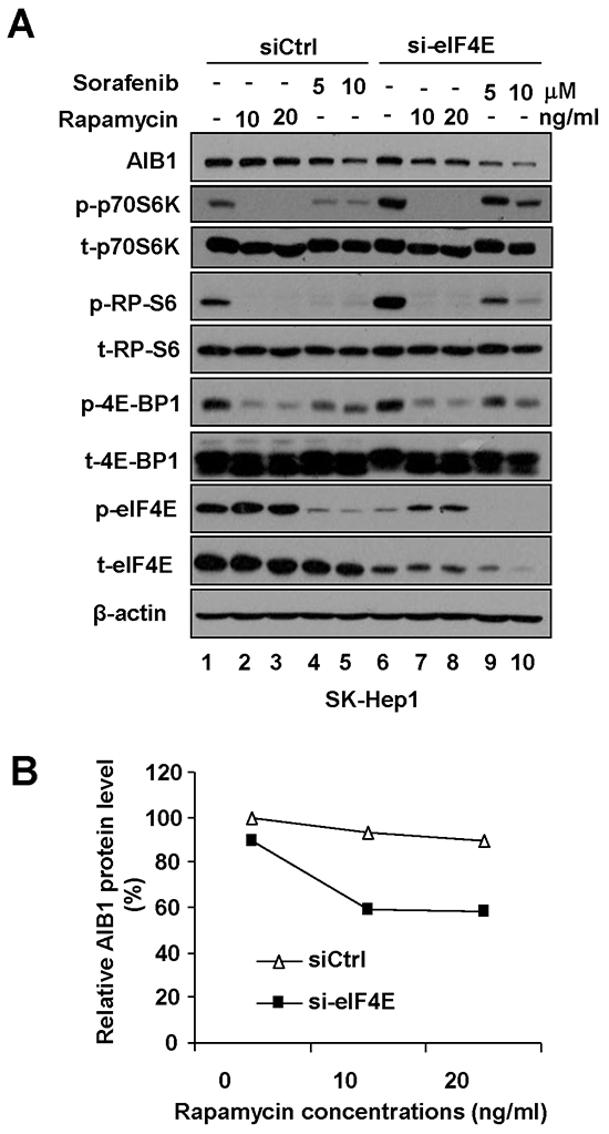 Simultaneous downregulation of phosphorylated eIF4E and mTOR/p70S6K/RP-S6/4E-BP1 signaling is required for downregulation of AIB1 protein expression.