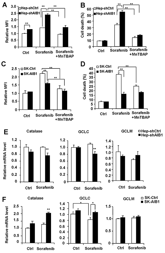 Downregulation of AIB1 contributes to sorafenib-induced cell death through increasing the levels of intracellular ROS in HCC cells.