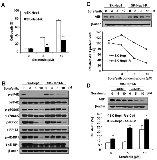 Resistance to sorafenib-mediated downregulation of AIB1 protein contributes to the acquired resistance of HCC cells to sorafeinb-induced cell death.