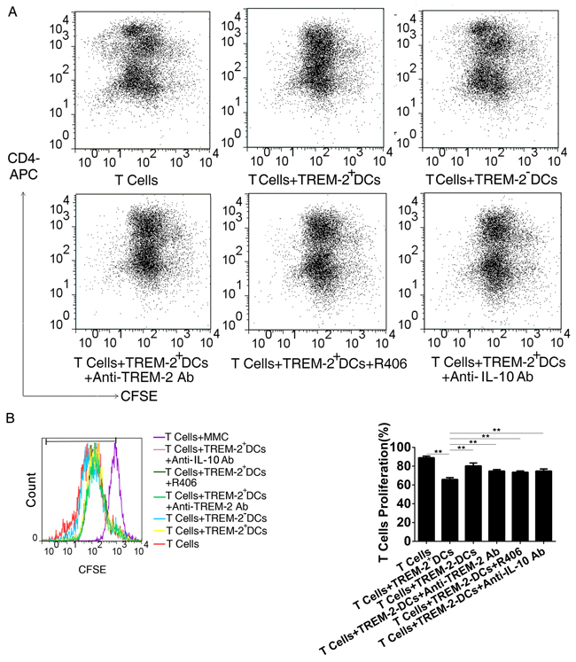 CM-derived TREM-2+DCs exerted a more potent inhibitory effect on T cells proliferation.