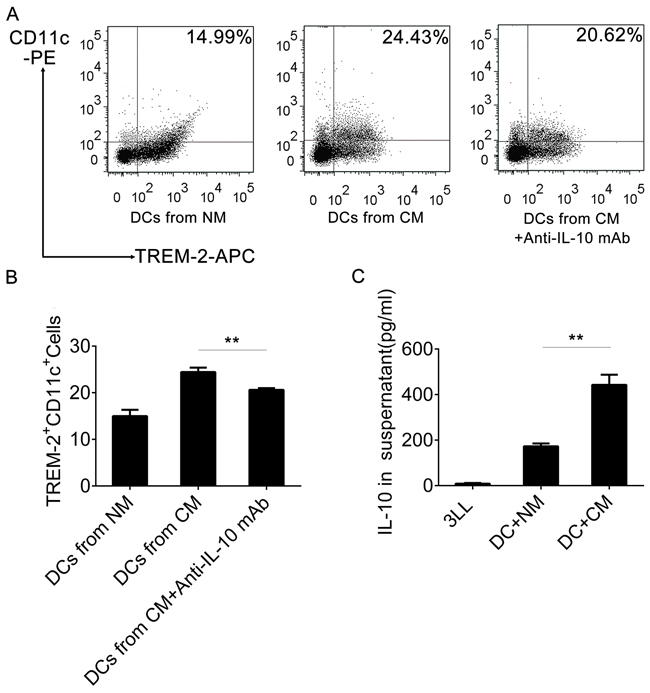 IL-10 induced TREM-2+DCs in CM.