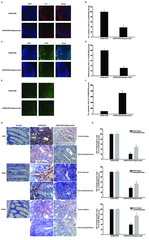 Wogonoside inhibited inflammatory cells infiltration and colon cancer progression in the tumor inflammatory microenvironment in vivo.