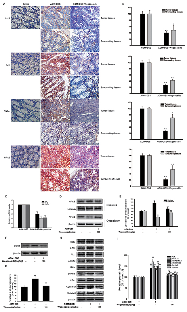 Wogonoside reduced production of pro-inflammatory cytokines and inhibited NF-&#x03BA;B activation via regulating PI3K/Akt pathway in AOM/DSS-induced adenocarcinoma.