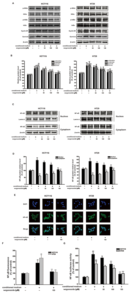 Wogonoside inhibited the activation of NF-&#x03BA;B induced by the conditioned media from LPS-activated THP-1 cells in human colon cancer cells.
