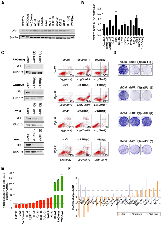 Differential requirement of URI1 function for the survival of CRC cell lines.