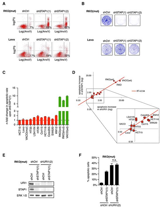 URI1-dependent CRC cells are also dependent on the &alpha;-class PFD STAP1.