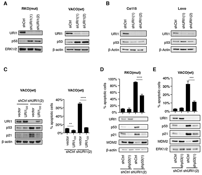 URI1 depletion causes activation of p53 in URI1-dependent CRC cells.