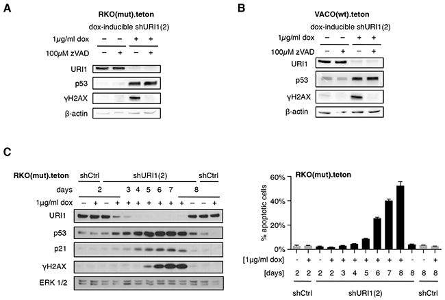 URI1 depletion-induced apoptosis causes &gamma;H2AX accumulation.