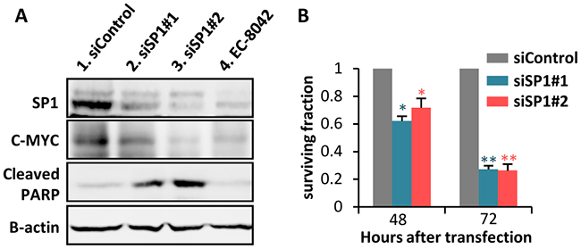 SP1 knockdown mimics EC-8042 antiproliferative effects.