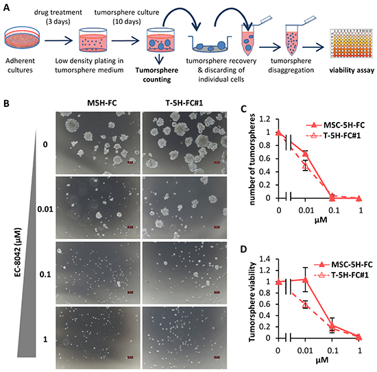 Effect of EC-8042 on tumorsphere-formation capacity.