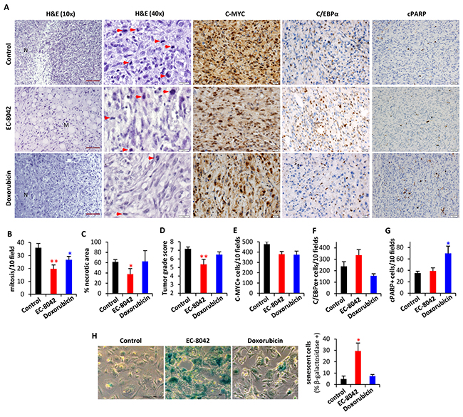 In vivo anti-tumor activity of EC-8042 is associated to the induction of a senescent-like state.
