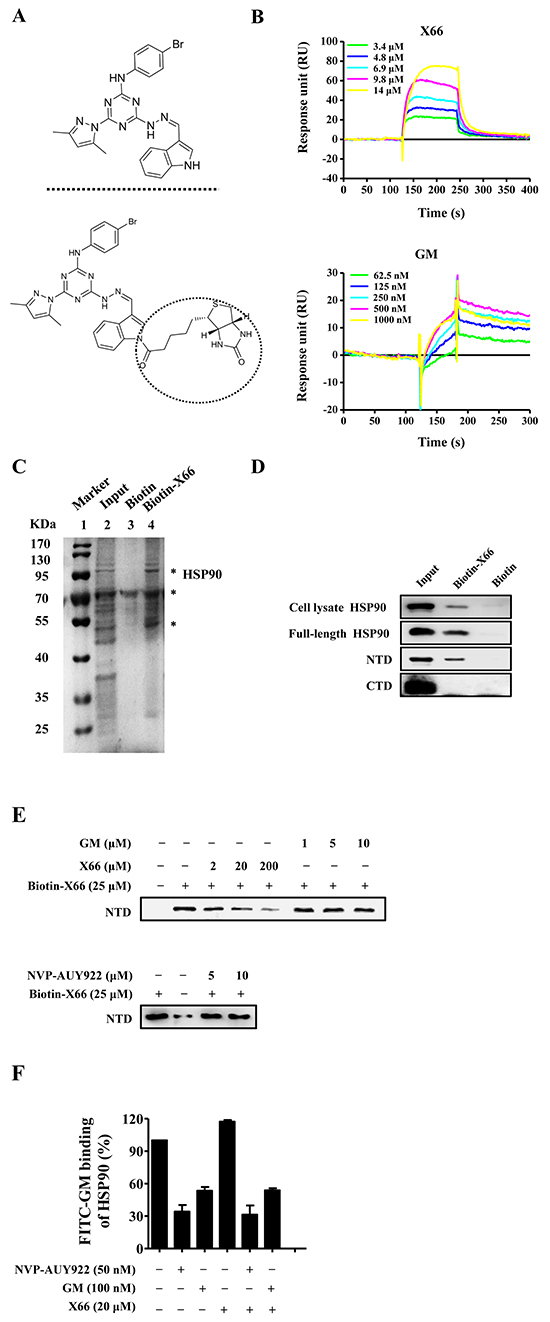 X66 is a novel N-terminal inhibitor of HSP90.