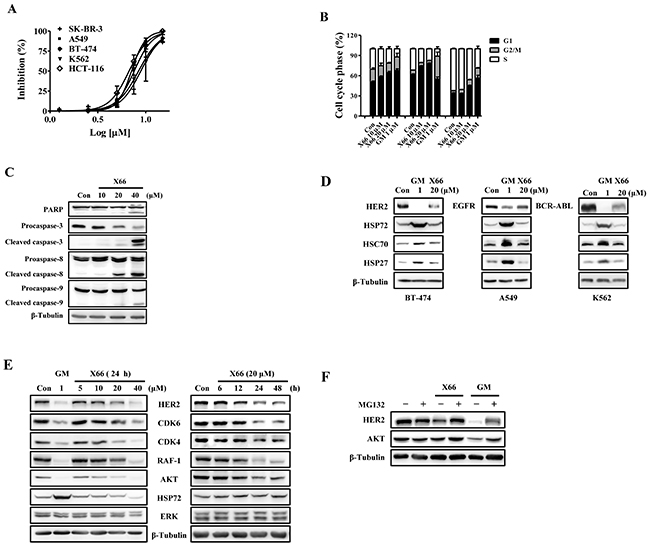 X66 inhibits proliferation of tumor cell lines and causes HSP90 client proteins degradation in vitro.