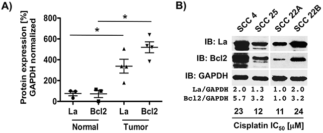 La protein level correlate with Bcl2 protein expression HNSCC cells.