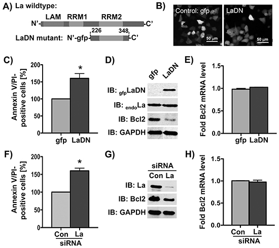 Bcl2 protein expression is reduced by siRNA-mediated La depletion or transient expression of La dominant negative (LaDN) mutant in cells.
