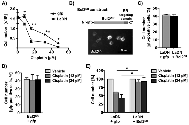 Transient expression of Bcl2ER rescues cisplatin resistance of LaDN-expressing cells.