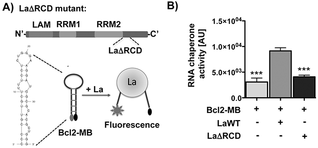 The RNA chaperone La assists structural changes of the Bcl2 translation start site in vitro.