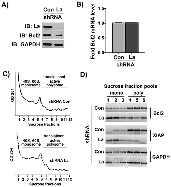 The La protein stimulates Bcl2 mRNA translation.