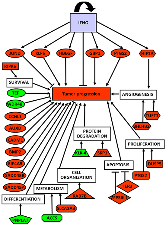 Global role of up- and down-regulated genes in thyroid cancer development and progression.