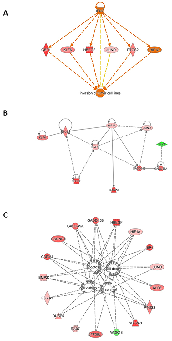 Gene interaction network based on information from the Ingenuity Pathways Knowledge Base under the IFNG control.