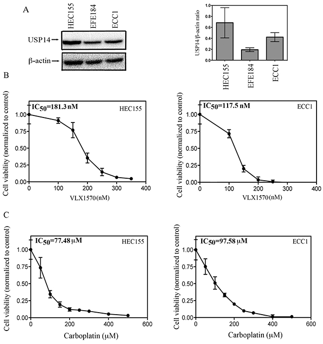 Effect of USP14 inhibition on carboplatin resistant endometrial cancer cells.