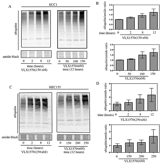 Time and dose-dependent effects of USP14 inhibition on degradation of ubiquitinated proteins.