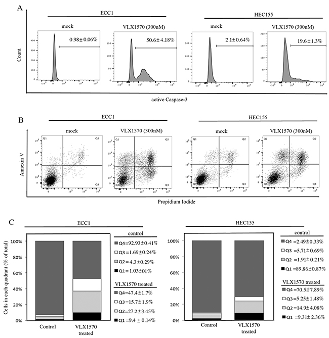 Reduction of cell viability in endometrial cancer cell lines exposed to VLX1570 is consistent with apoptosis-mediated cell death.